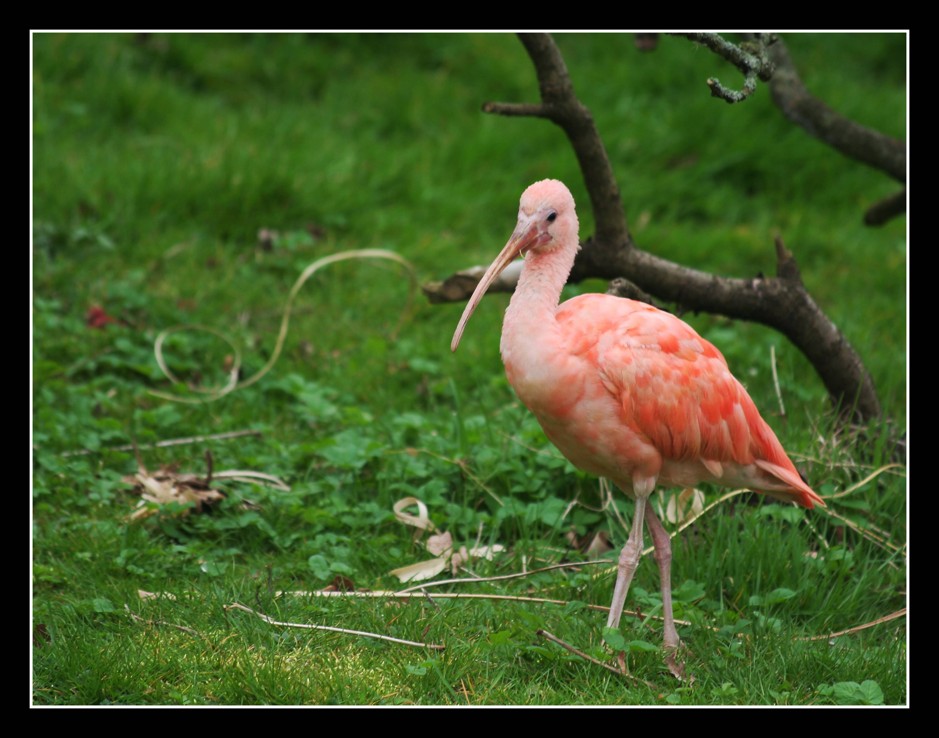 Ibis
