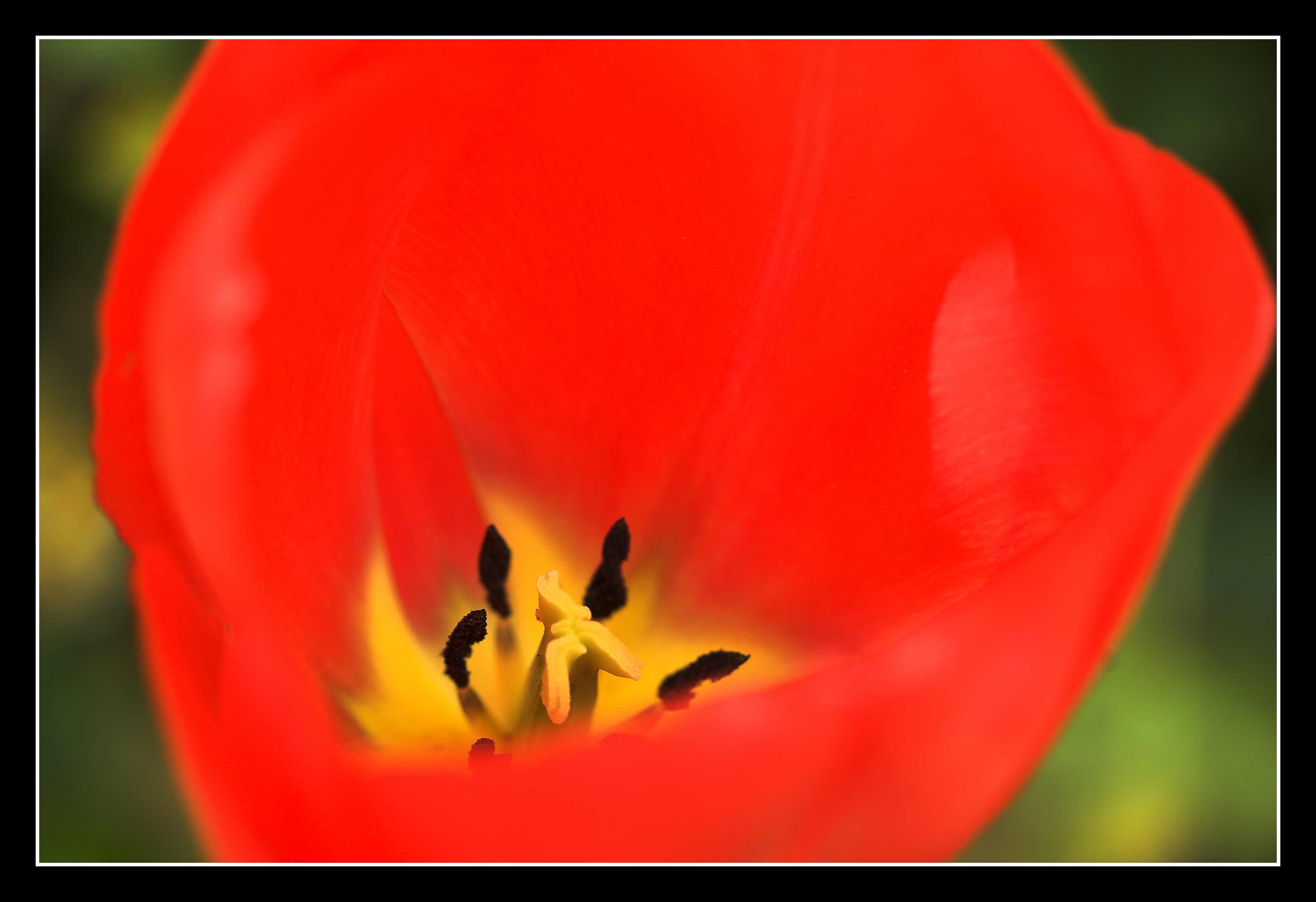 17 April - tulip
