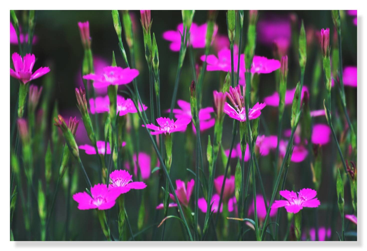 19 June - pink