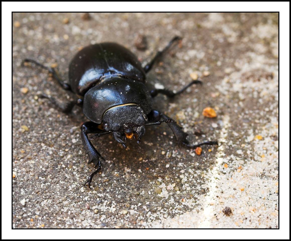 23 June - attack of the stag beetle!