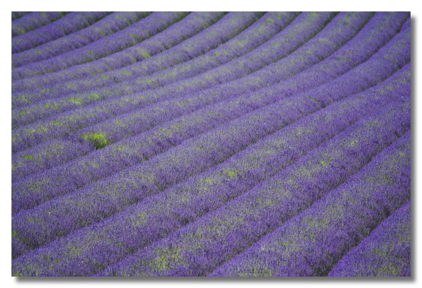 Lavender Fields