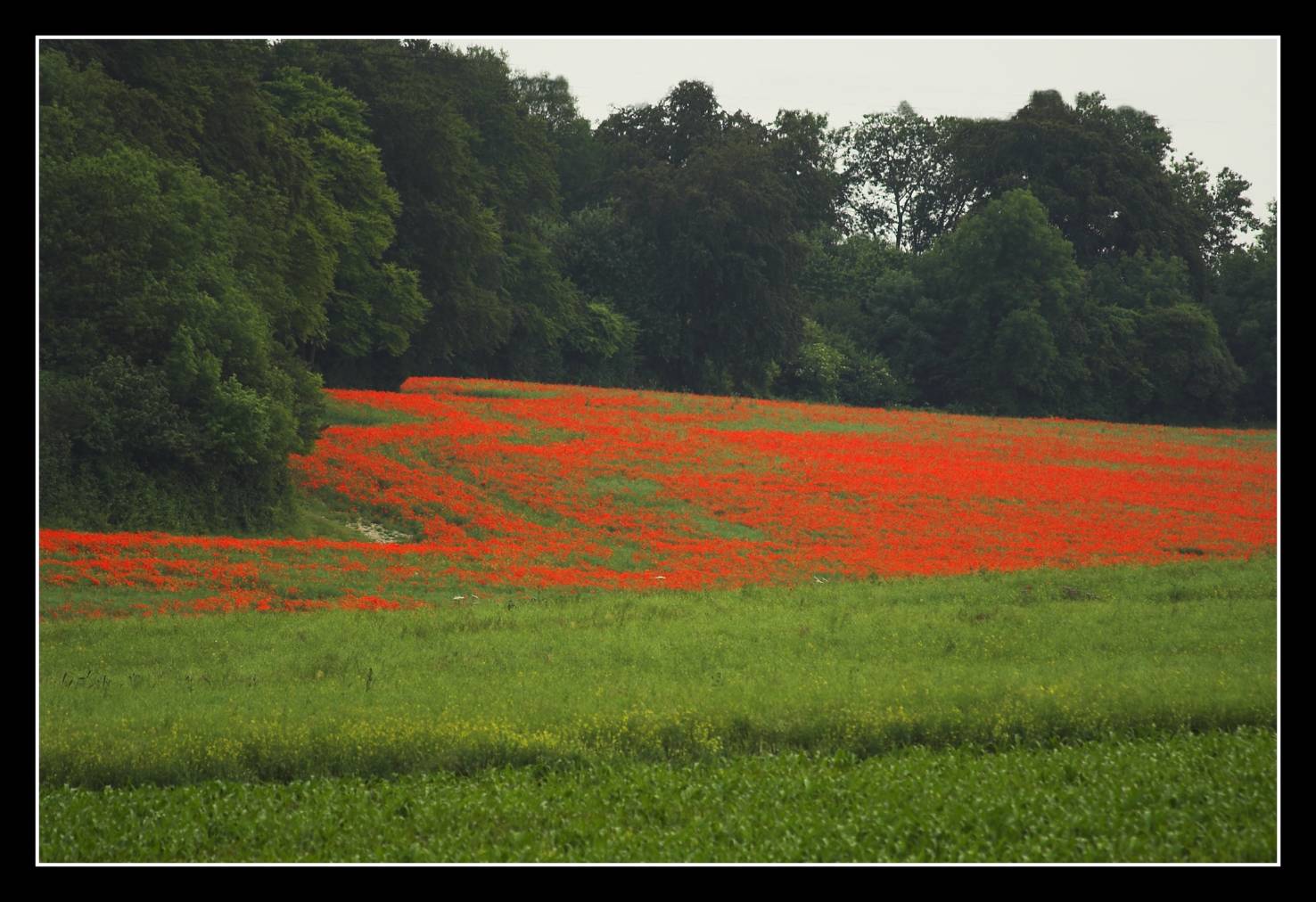 Distant poppies