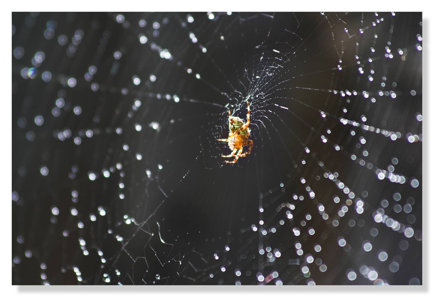 28 June - spider