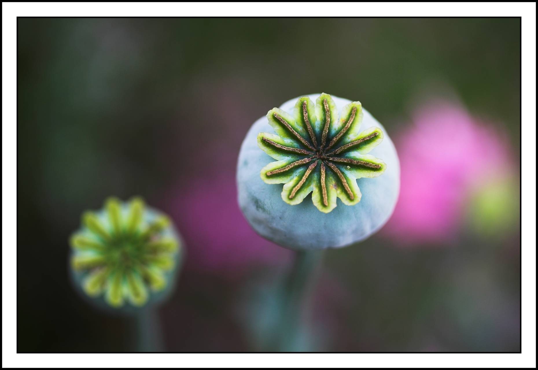Poppies