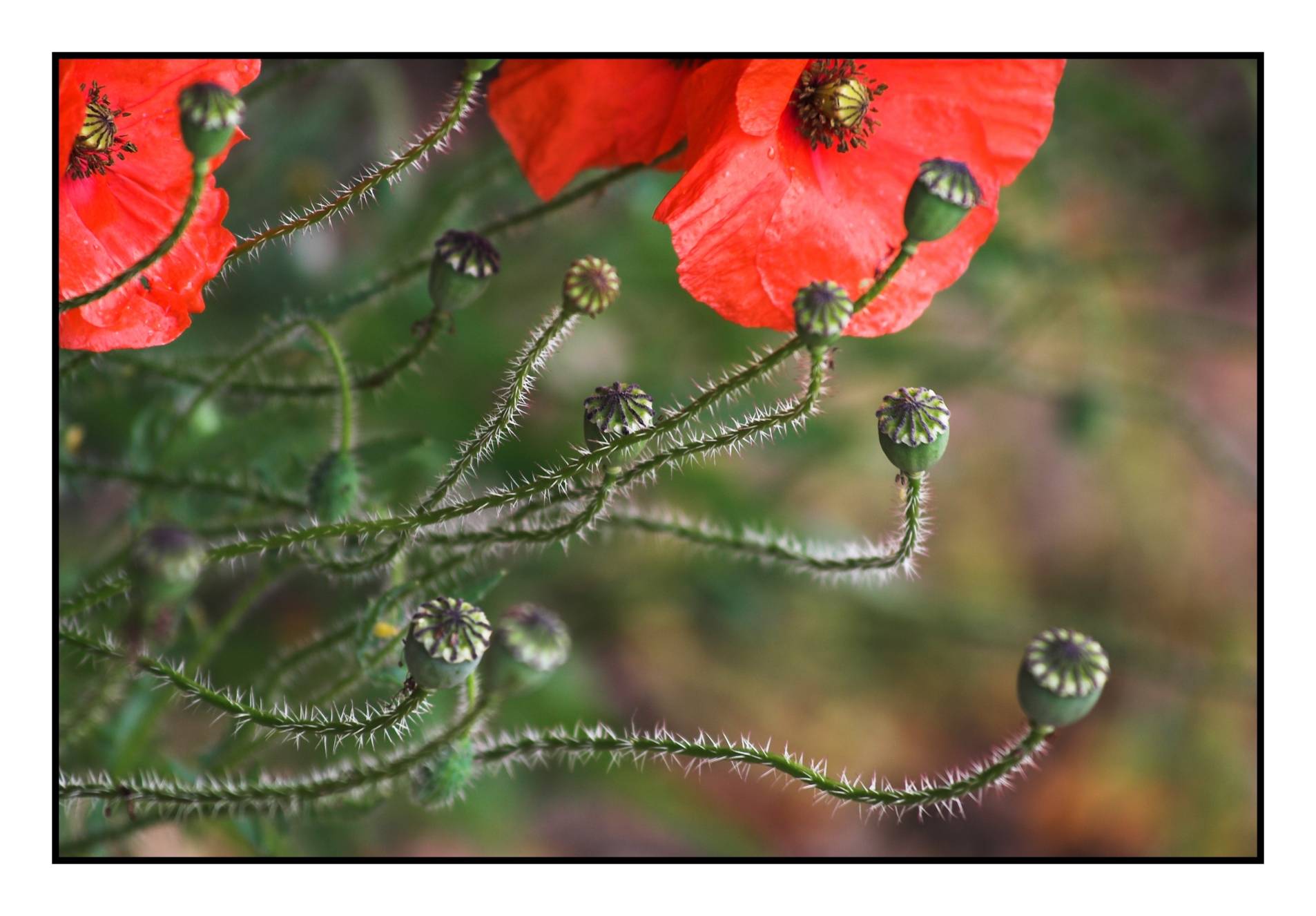 Poppies