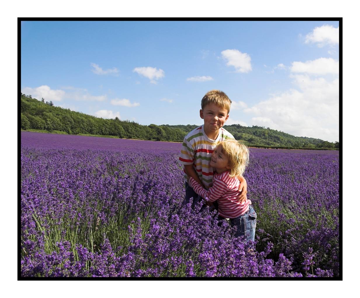Lavender Fields