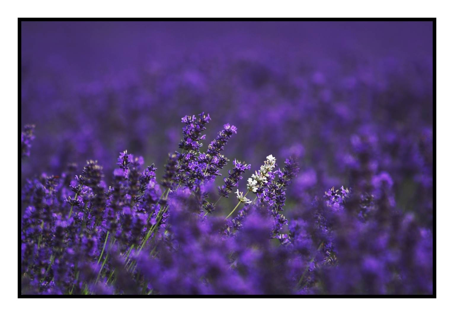 Lavender Fields