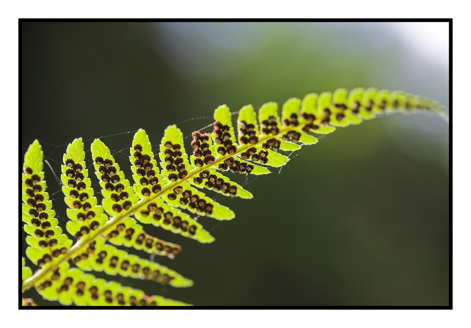 underneath the fern