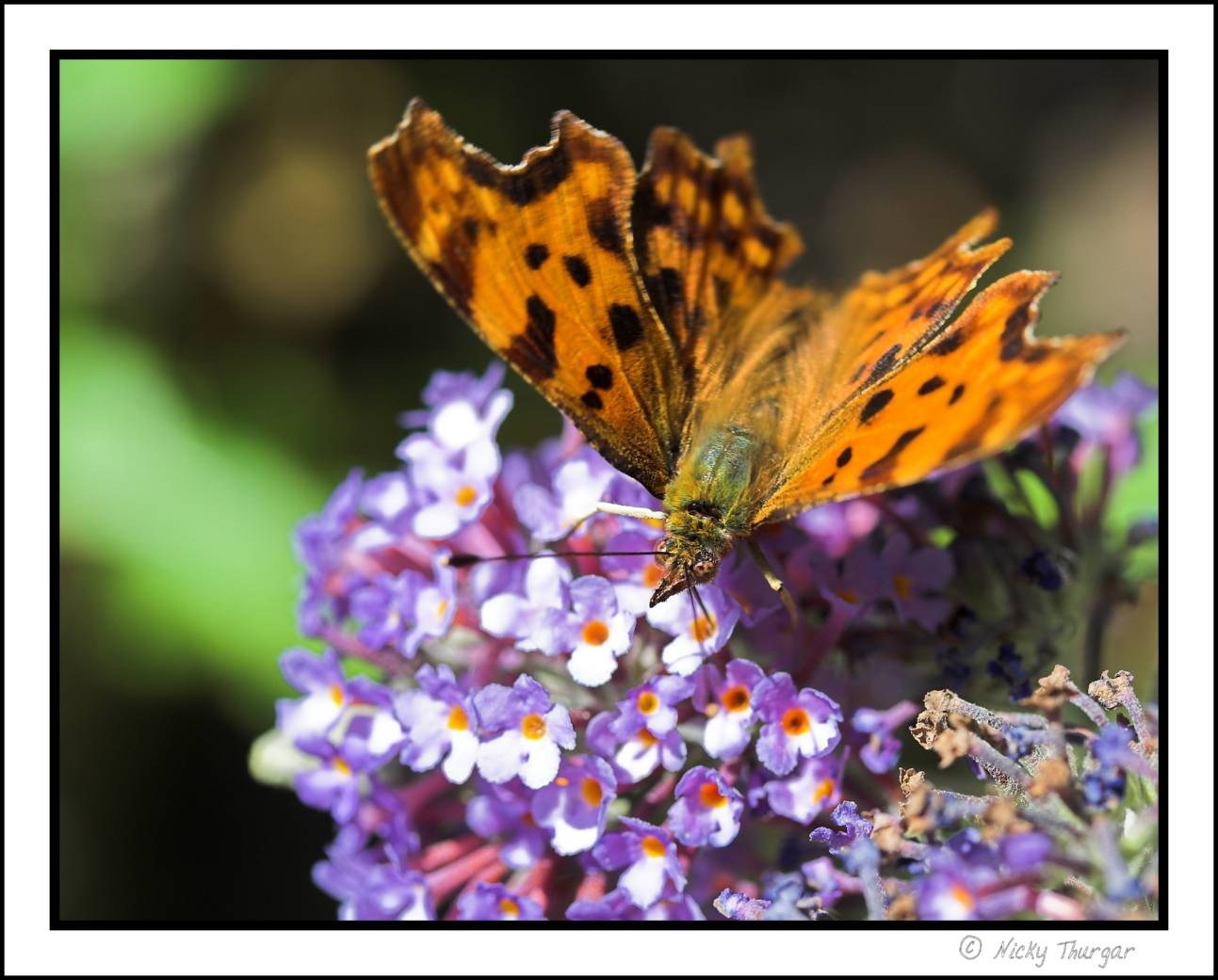 15 July - butterfly