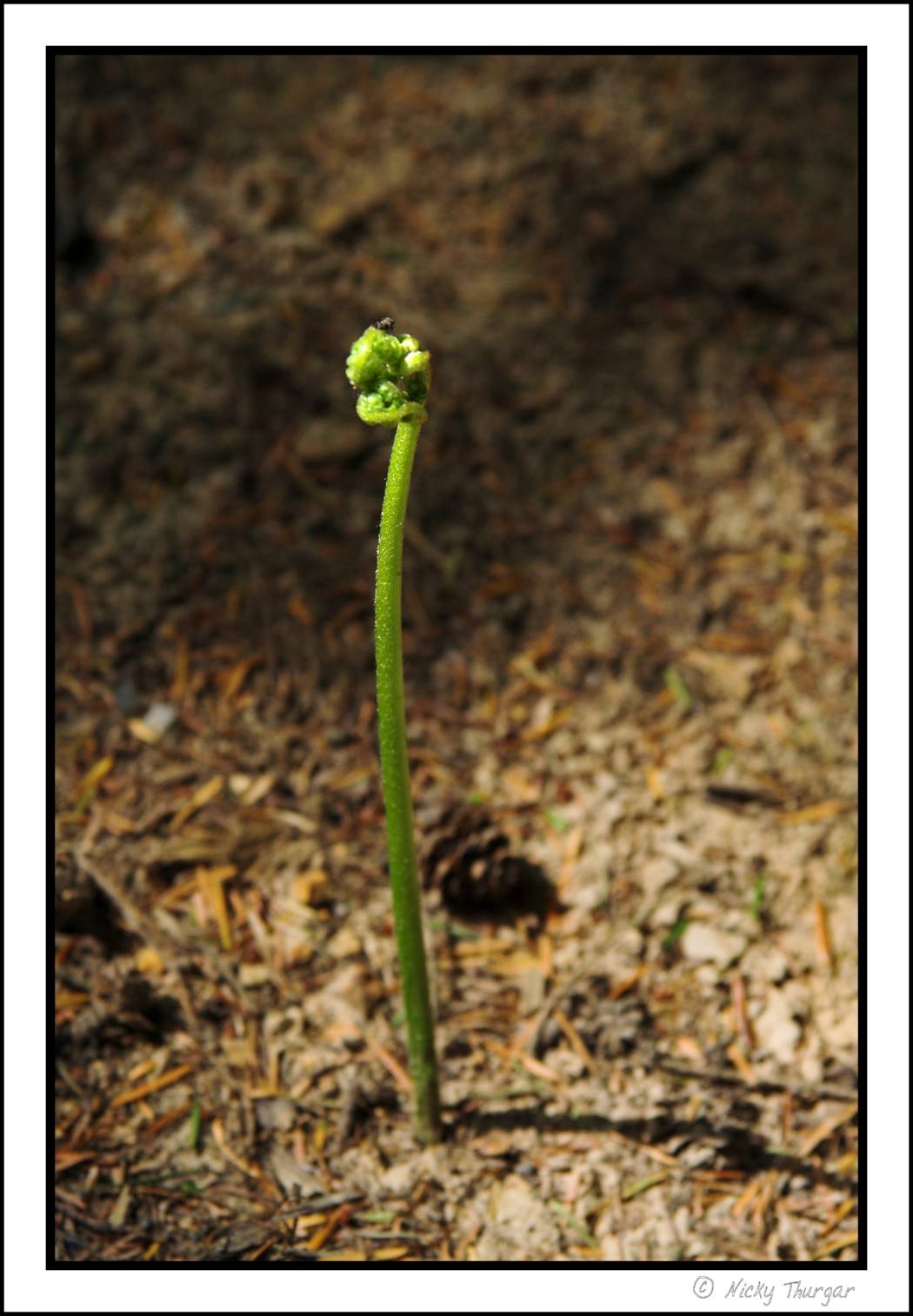 16 July - single fern