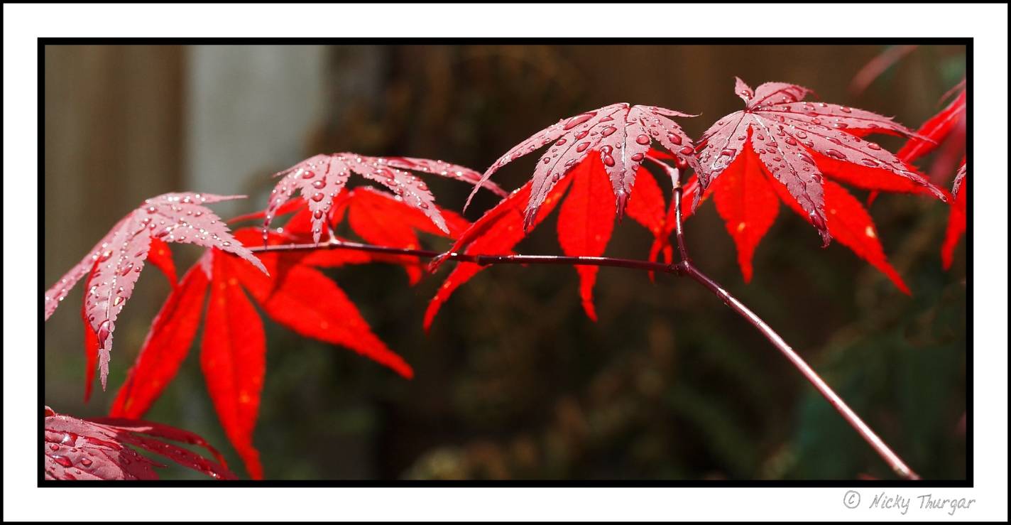 japanese maple