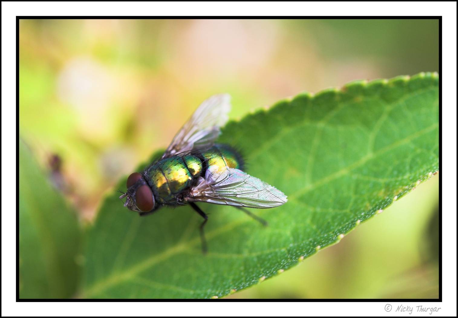 fly basking