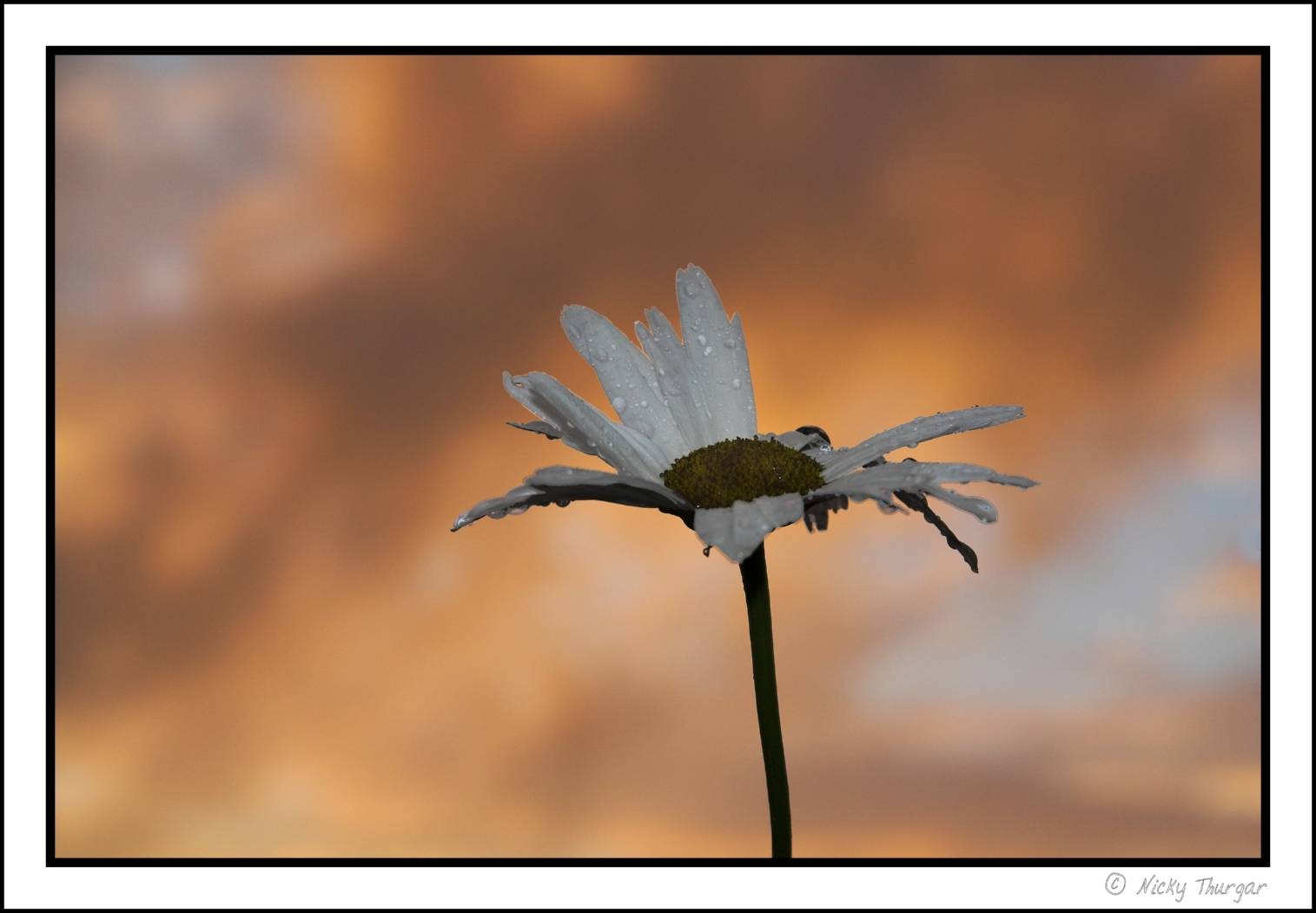 flower and sunset
