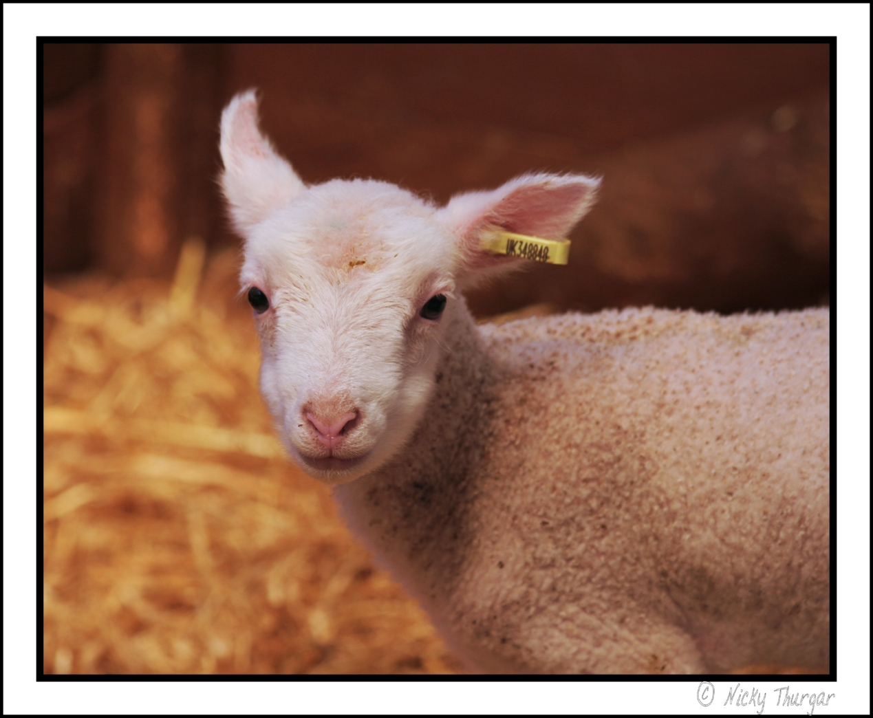 Little Lamb