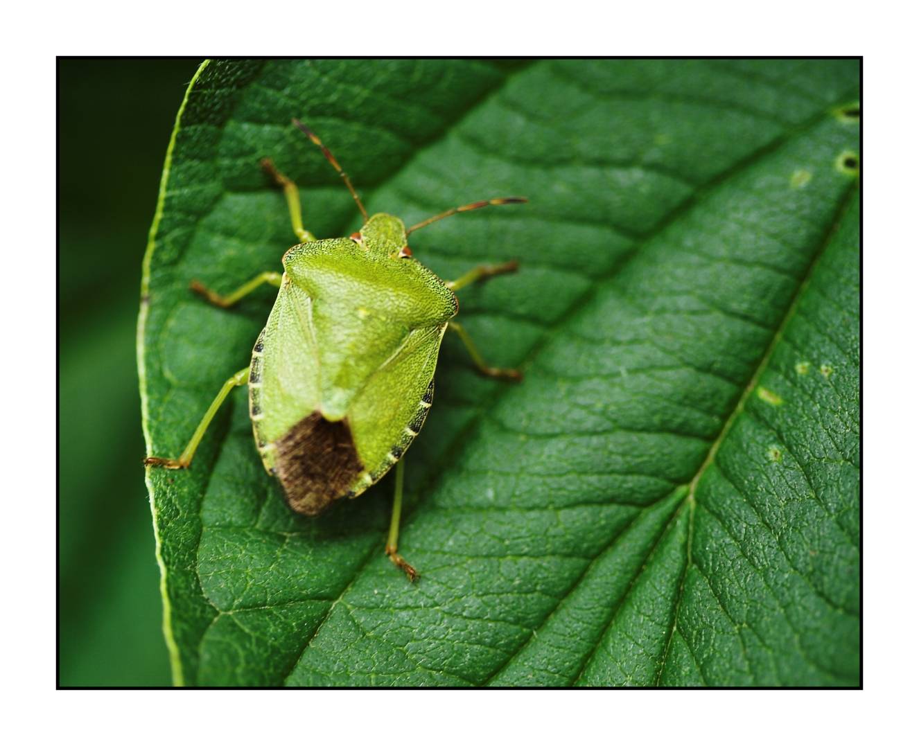 Stink bug!
