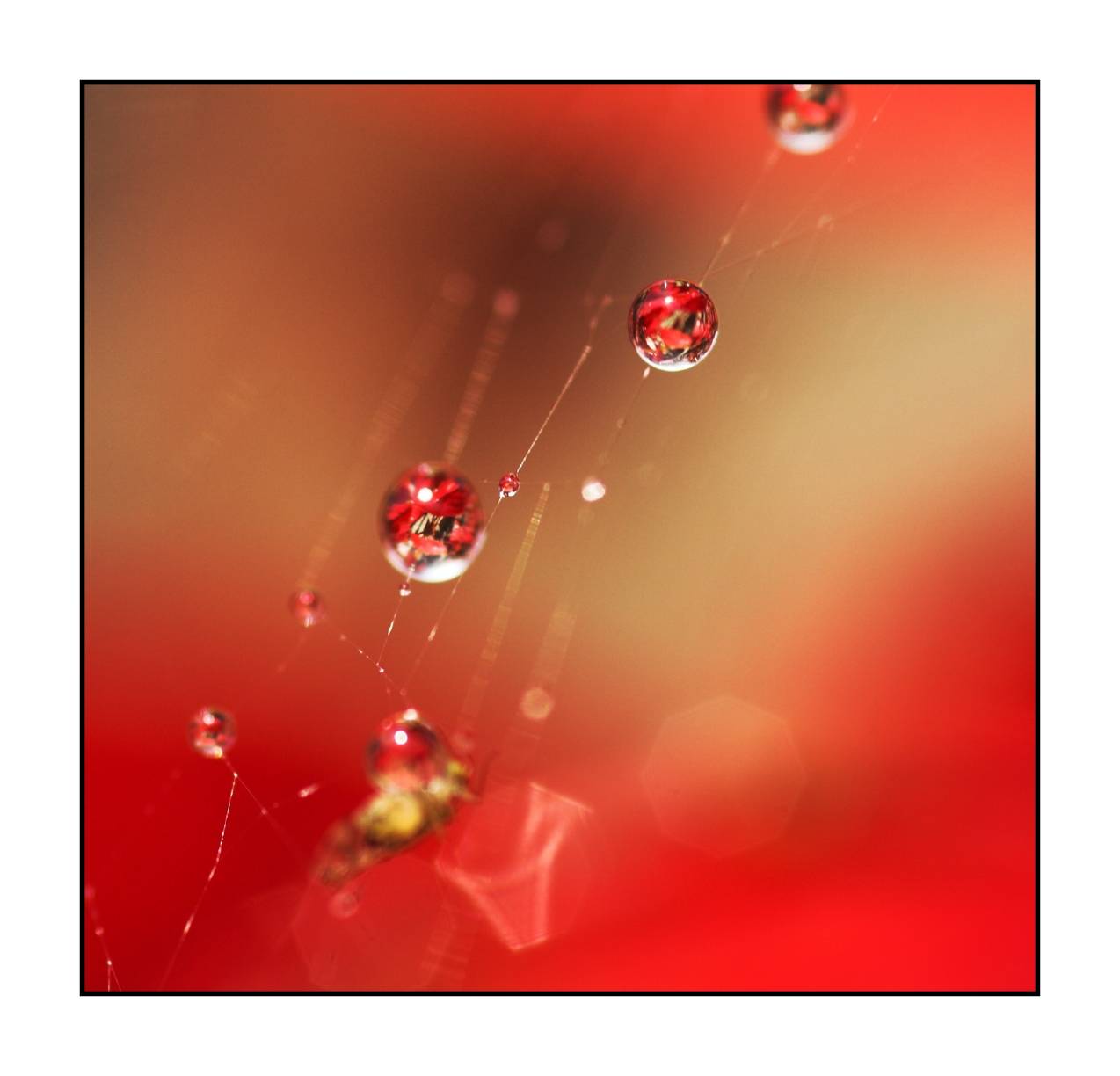 Web droplets
