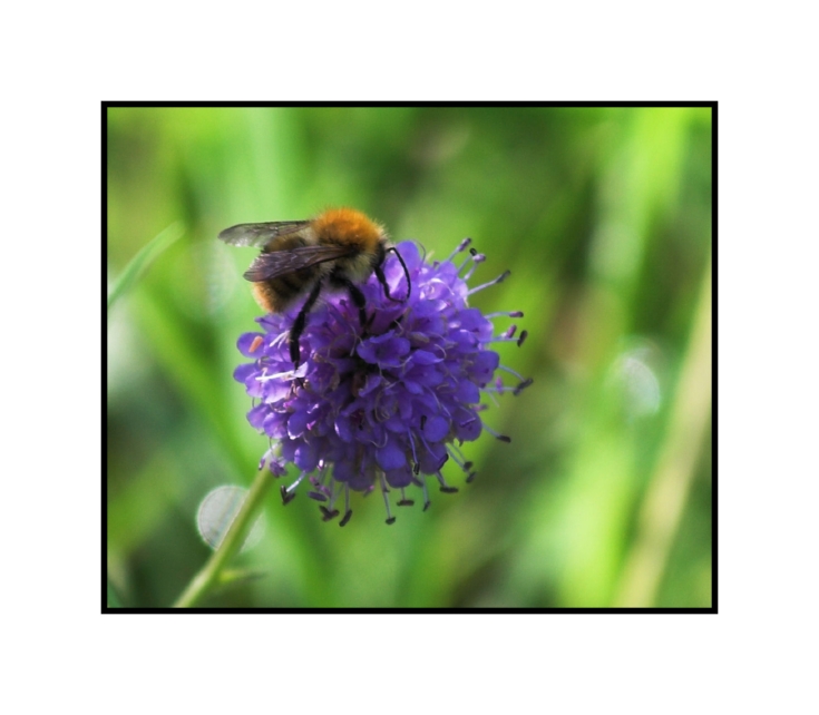 Bee & flower