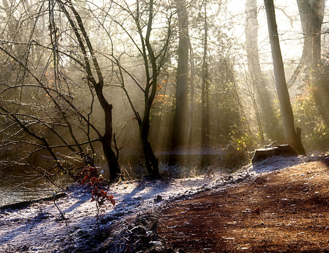 Sunshine trees