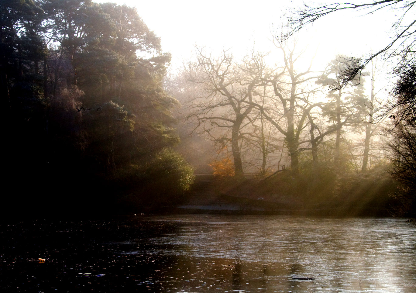 Rays across the pond