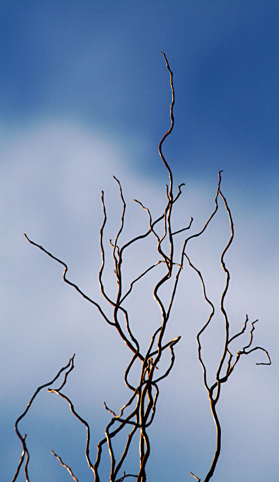 12 January - Twisted (reach for the sky!)