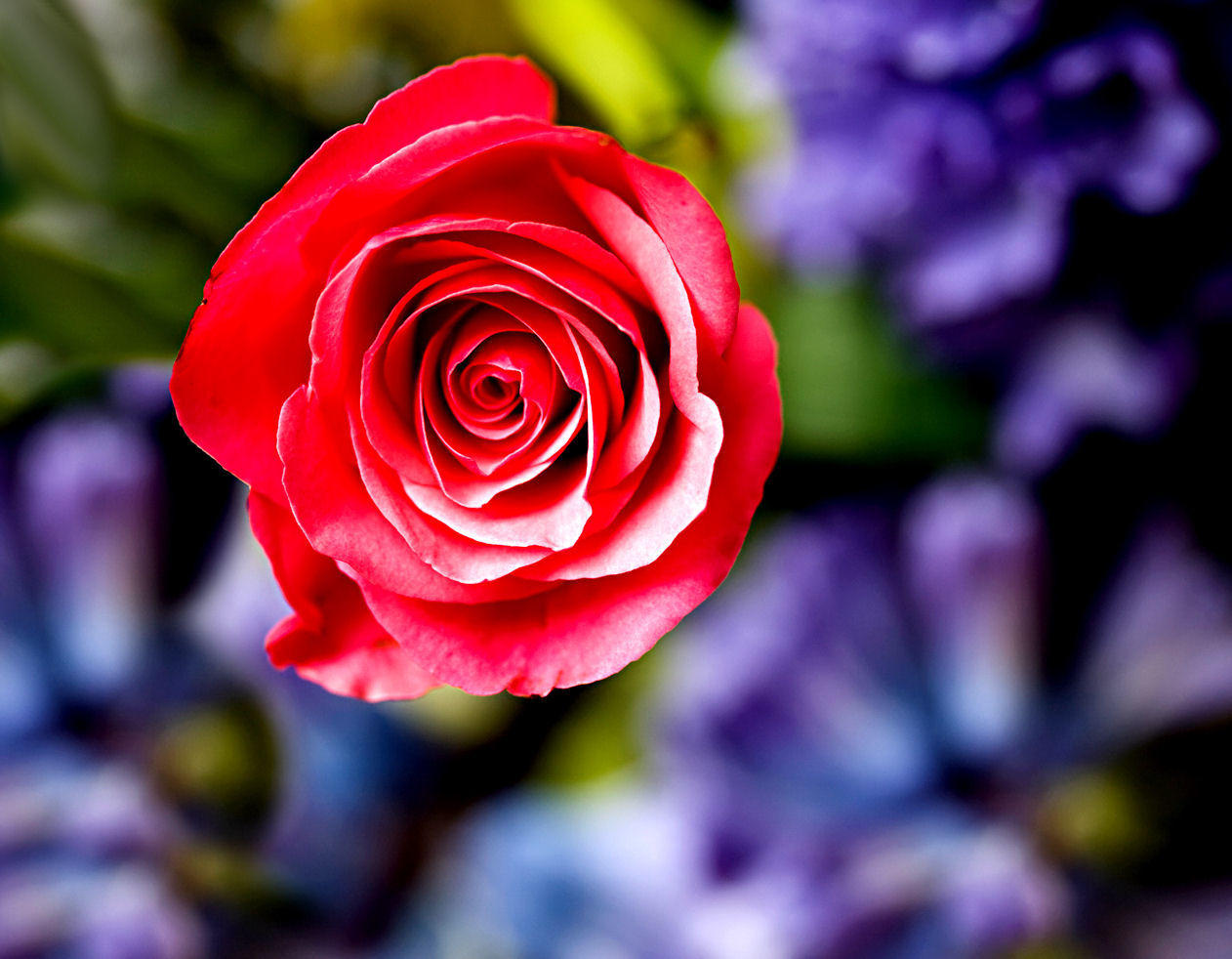 15 January - spring flowers