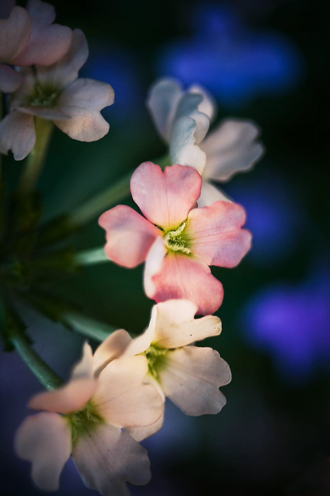 30 June - Flowers