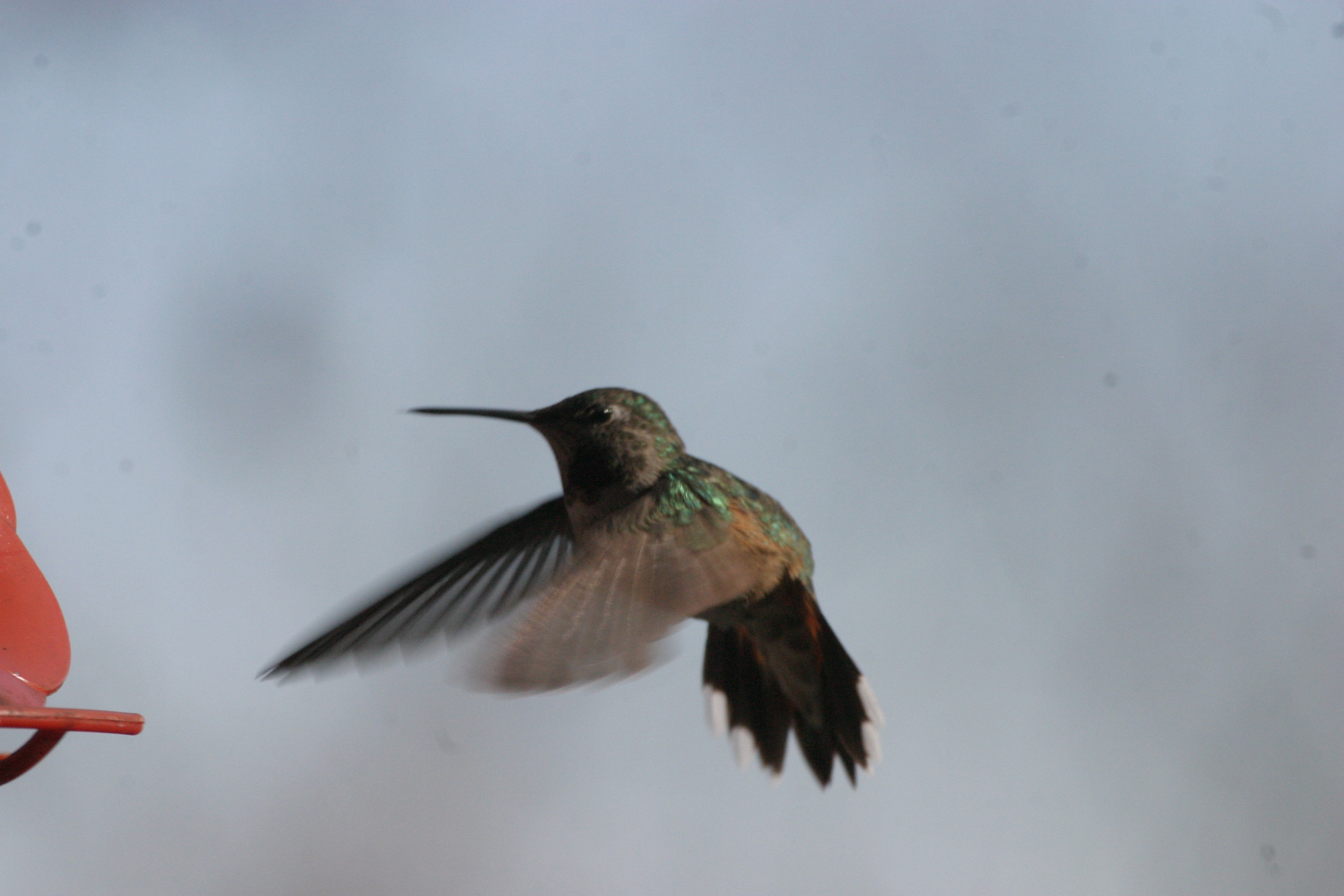 imm. Broad-tailed Hummingbird