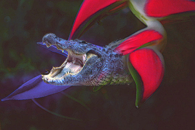 Snapper.jpg