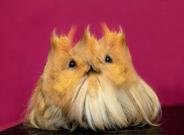 Fur-Clump.jpg