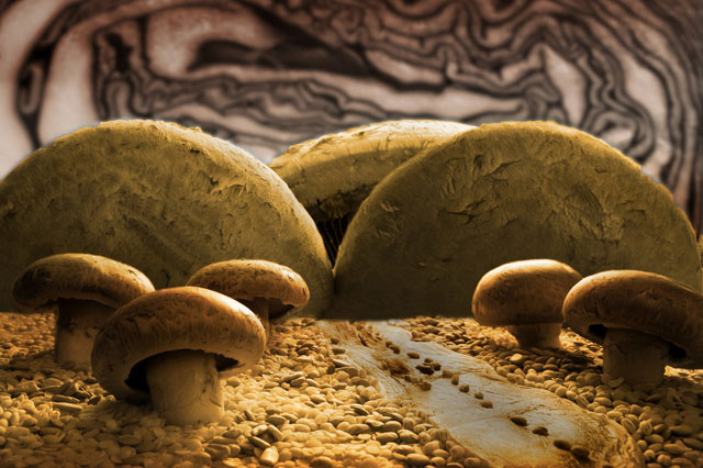 Fungi-O.jpg