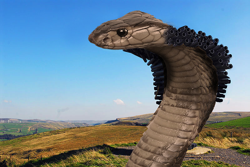 Piped-Cobra.jpg