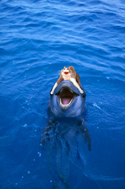 Flipper Ride.jpg