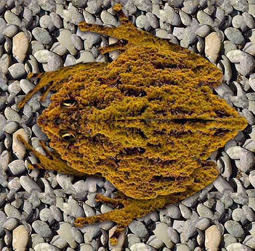 Tree-Frog.jpg