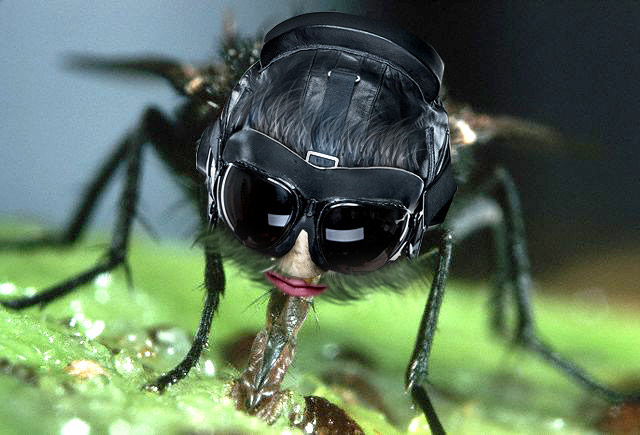 Fly-Guy.jpg