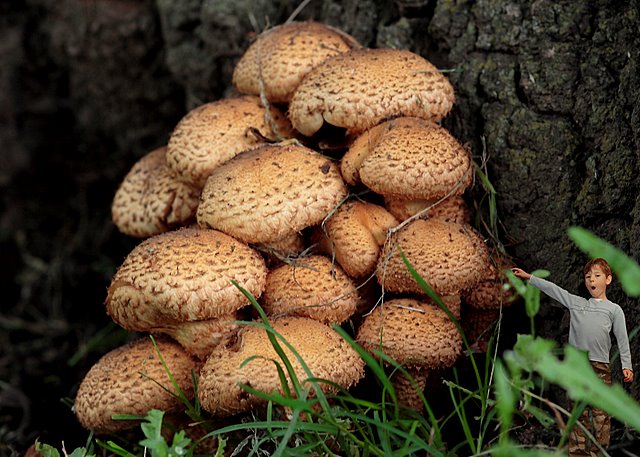 Big Mushroom, or little person ?????