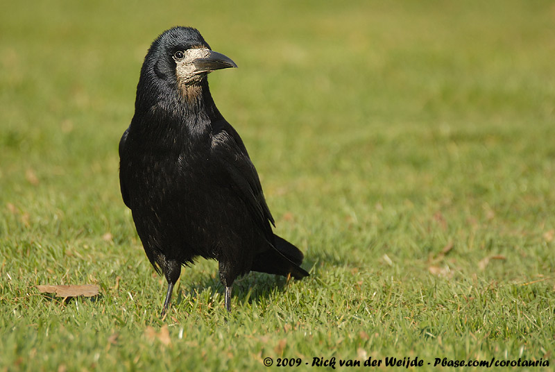 Eurasian Rook<br><i>Corvus frugilegus frugilegus</i>