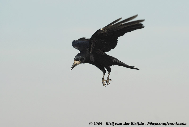 Eurasian Rook<br><i>Corvus frugilegus frugilegus</i>