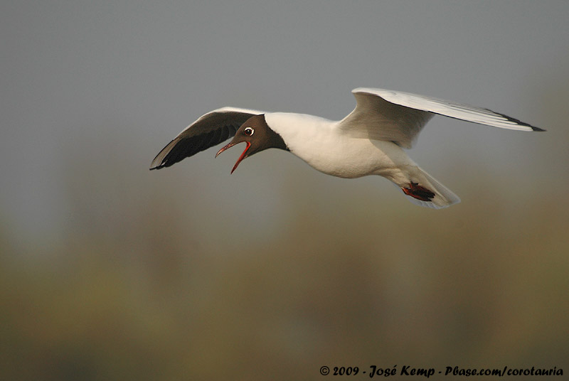 Black-Headed Gull<br><i>Chroicocephalus ridibundus</i>