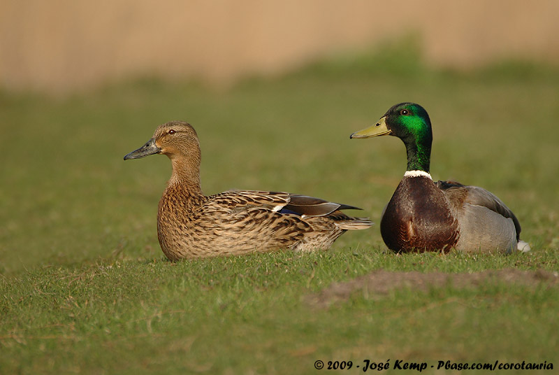 Mallard<br><i>Anas platyrhynchos platyrhynchos</i>
