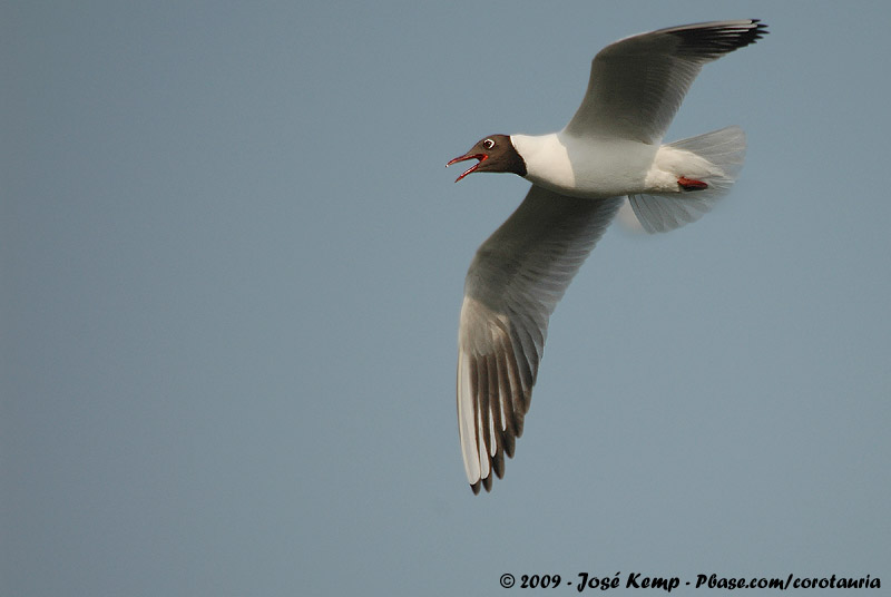 Black-Headed Gull<br><i>Chroicocephalus ridibundus</i>