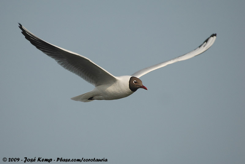 Black-Headed Gull<br><i>Chroicocephalus ridibundus</i>