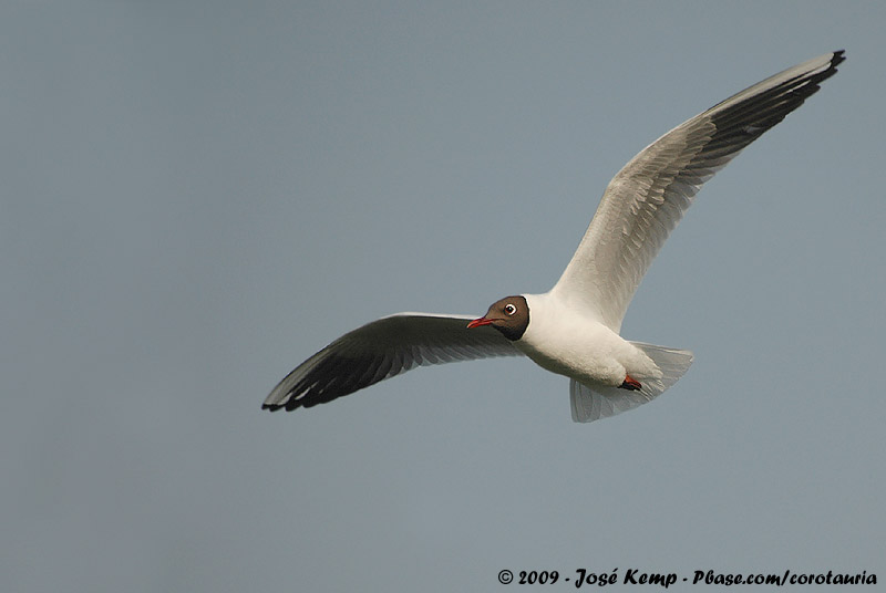 Black-Headed Gull<br><i>Chroicocephalus ridibundus</i>