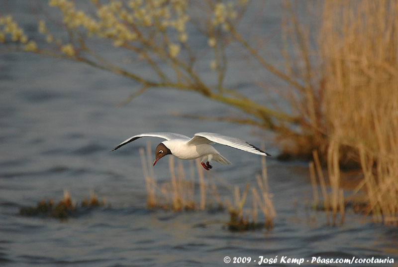 Black-Headed Gull<br><i>Chroicocephalus ridibundus</i>