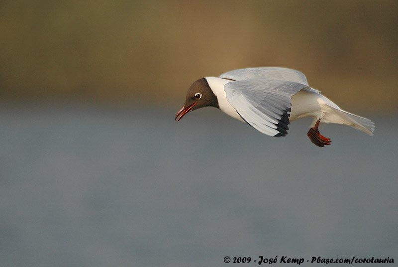 Black-Headed Gull<br><i>Chroicocephalus ridibundus</i>