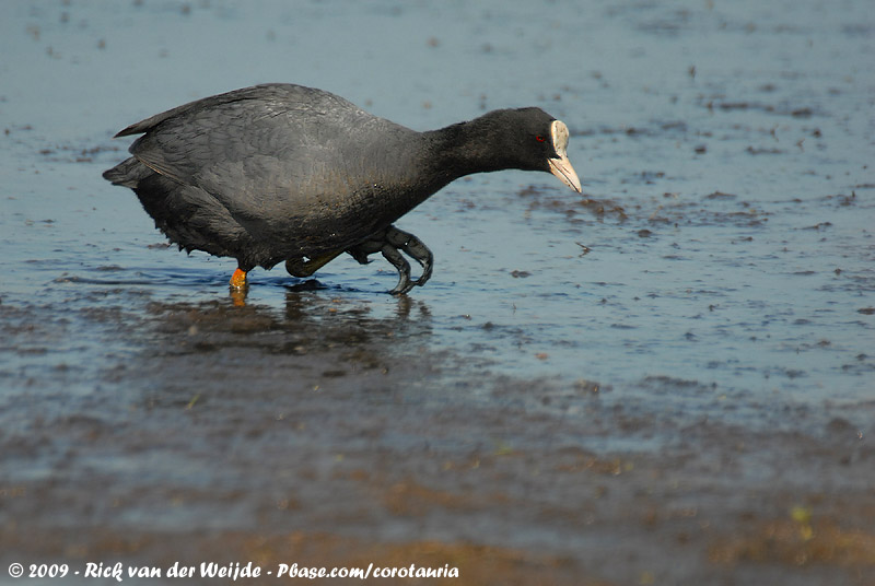 Eurasian Coot<br><i>Fulica atra atra</i>