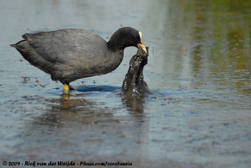 Eurasian Coot<br><i>Fulica atra atra</i>
