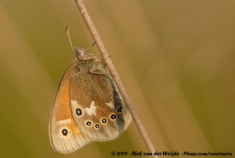 Large Heath<br><i>Coenonymoha tullia tullia</i>