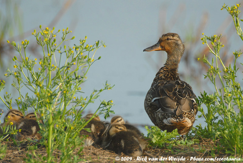 Mallard<br><i>Anas platyrhynchos platyrhynchos</i>