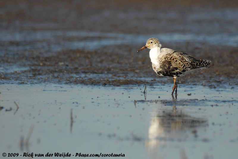 Ruff<br><i>Calidris pugnax</i>
