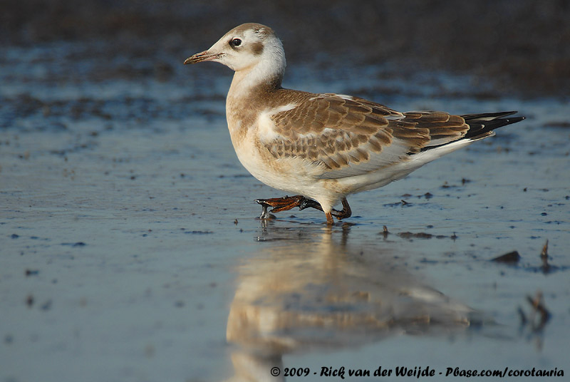 Black-Headed Gull<br><i>Chroicocephalus ridibundus</i>